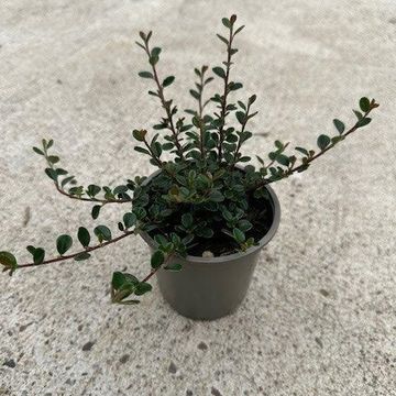 Cotoneaster cochleatus