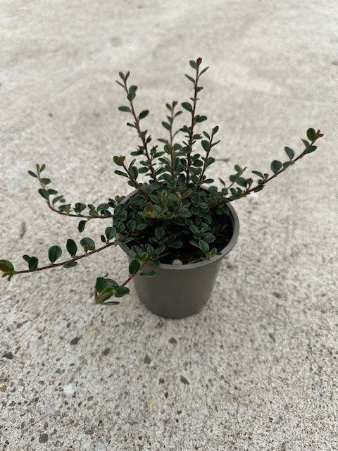 Cotoneaster cochleatus