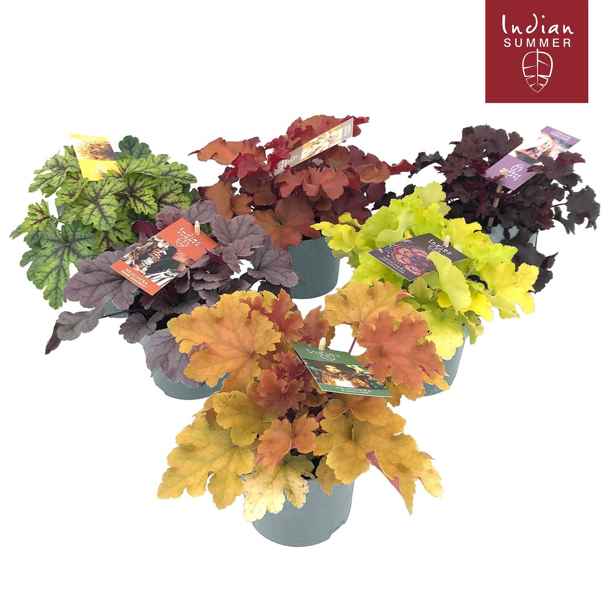 Heuchera INDIAN SUMMER MIX — Plant Wholesale FlorAccess