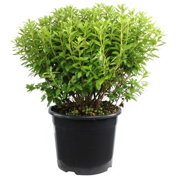 Rhododendron 'Luzi' (AJ)