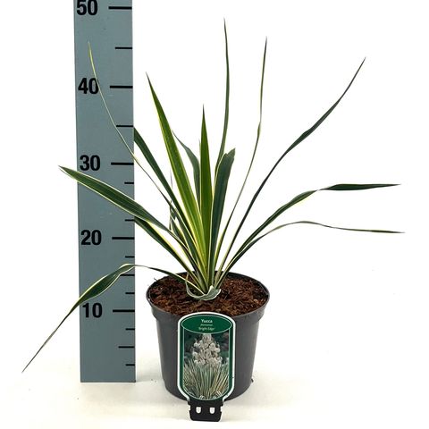 Yucca filamentosa 'Bright Edge'