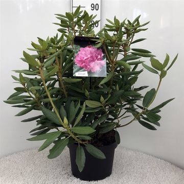 Rhododendron 'Roseum Elegans' — Plant Wholesale FlorAccess