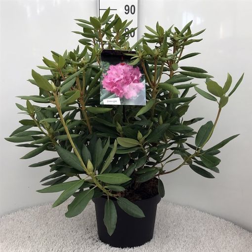 Rhododendron 'Розеум Элеганс'