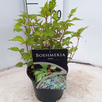 Boehmeria spicata