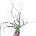 Tillandsia baileyi