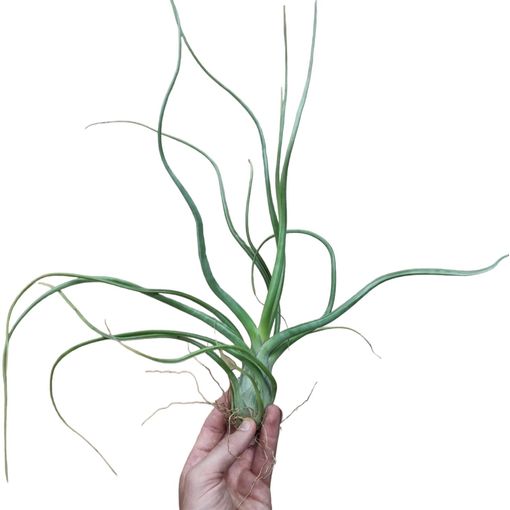 Tillandsia baileyi