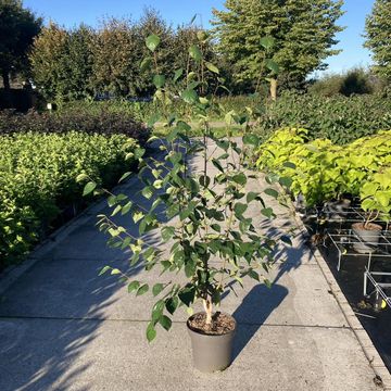 Betula utilis 'Doorenbos'