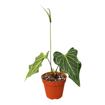 Anthurium 'Delta Force'