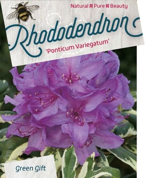 Rhododendron ponticum 'Variegatum'