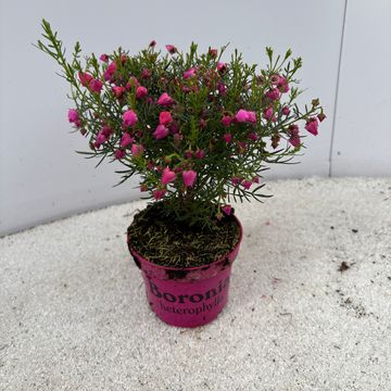 Boronia heterophylla 'Lipstick'