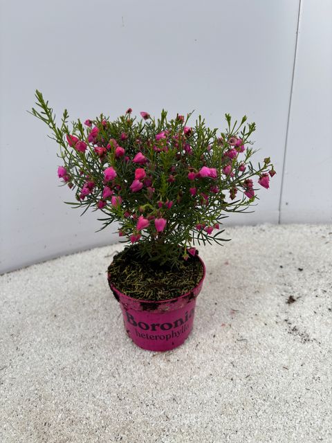 Boronia heterophylla 'Lipstick'