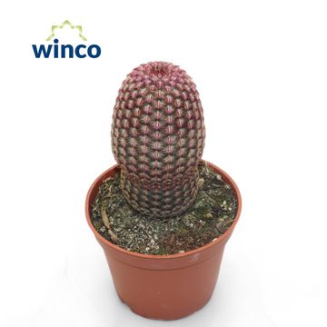 Echinocereus pectinatus rubrispinus