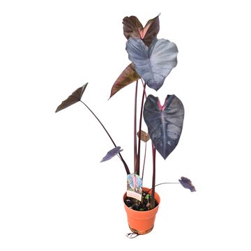 Colocasia 'Hybrid Black Panther'
