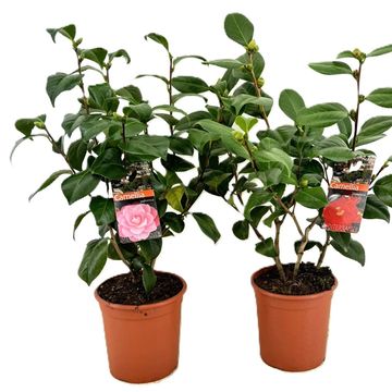 Camellia japonica
