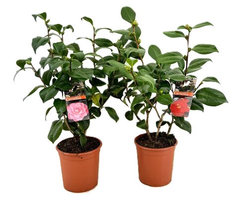 Camellia japonica