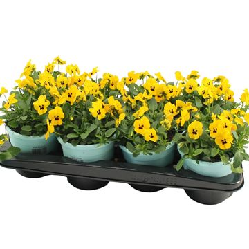 Viola DELTINI YELLOW