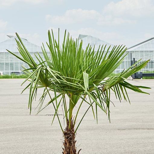 Trachycarpus fortunei