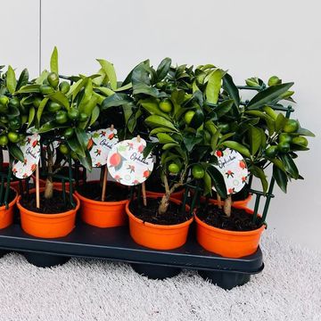 Citrus margarita 'Nagami'