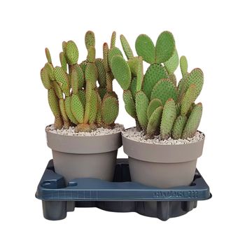 Opuntia microdasys rufida