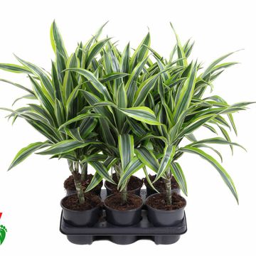 Dracaena fragrans 'Lemon Lime'