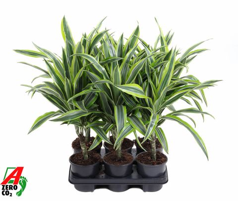 Dracaena fragrans 'Lemon Lime'