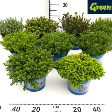 Hebe GREEN BOYS MIX