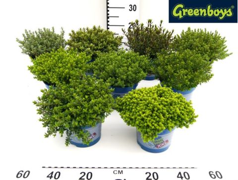 Hebe GREEN BOYS MIX