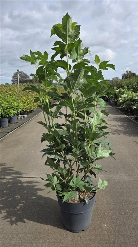 Viburnum opulus 'Roseum'