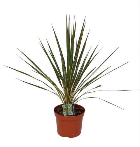 Cordyline australis 'Torbay Dazzler'