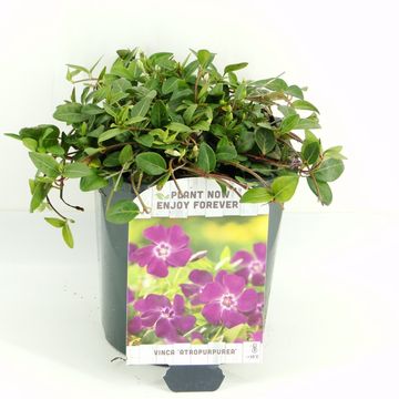 Vinca minor 'Atropurpurea'