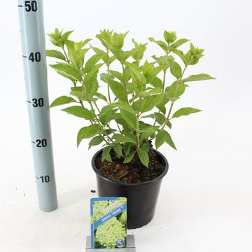 Hydrangea paniculata 'Limelight'