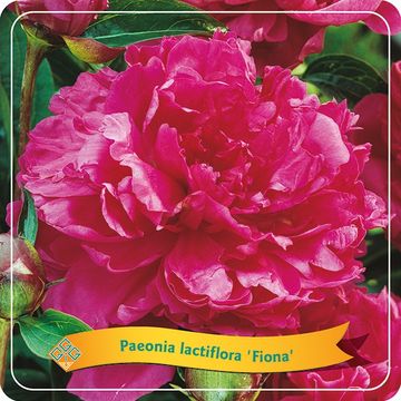 Paeonia 'Fiona'