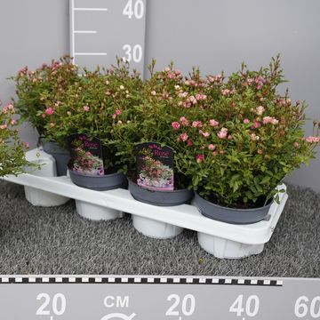 Rosa LILLY ROSE WONDER 5