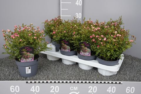 Rosa LILLY ROSE WONDER 5