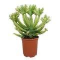 Euphorbia mayuranathanii 'Variegata'