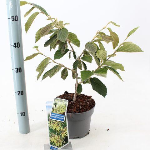 Hamamelis x intermedia 'Arnold Promise'