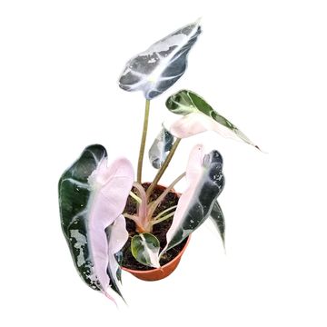 Алоказія 'Bambino Pink Variegata'