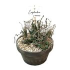 Euphorbia globosa