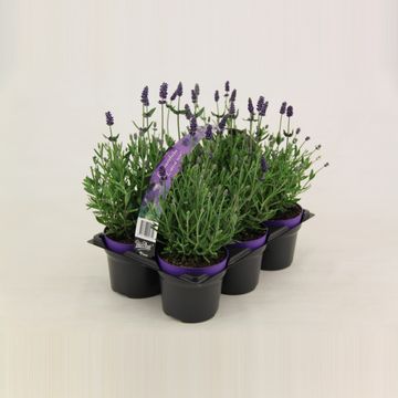 Lavandula angustifolia