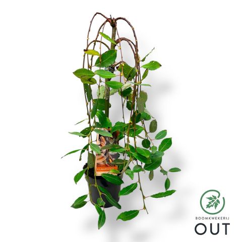 Salix caprea 'Kilmarnock'