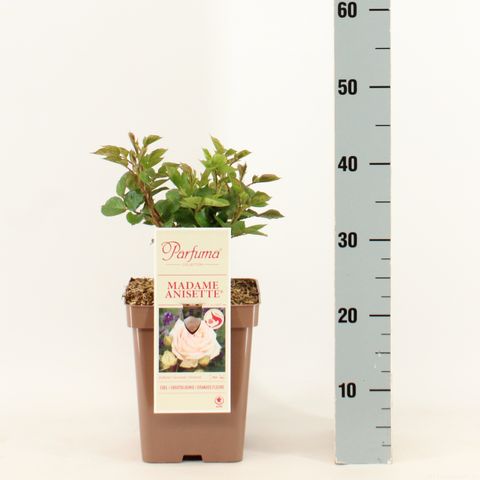 Rosa MADAME ANISETTE