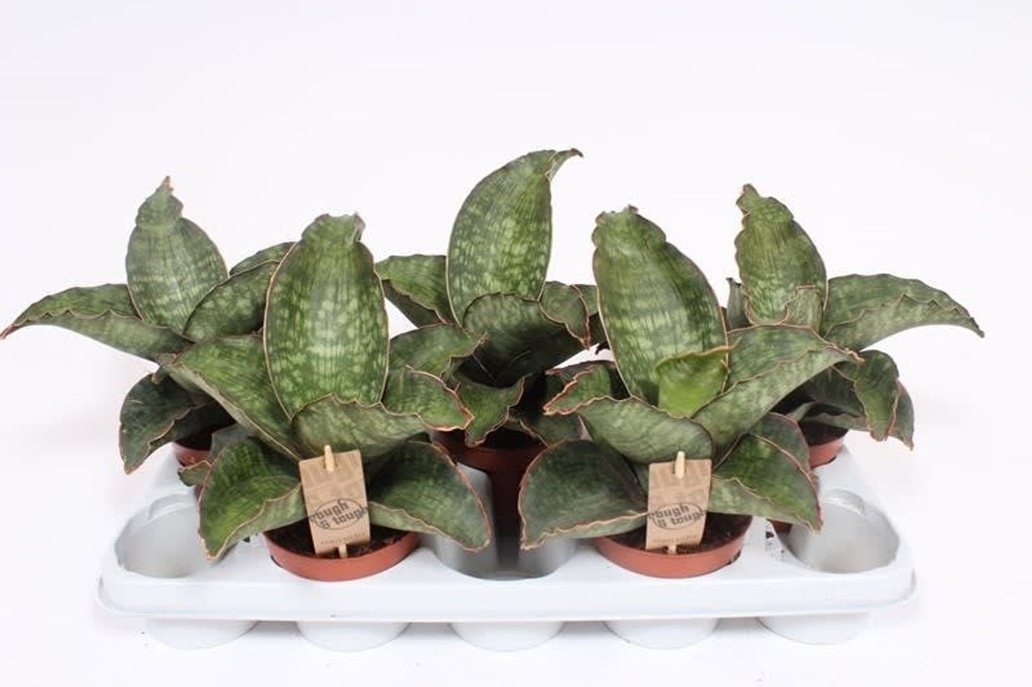 Sansevieria 'Dragon Wing'  Plant Wholesale FlorAccess