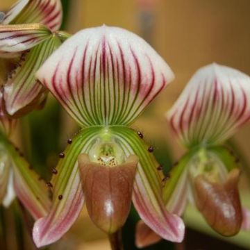 Paphiopedilum thailandense