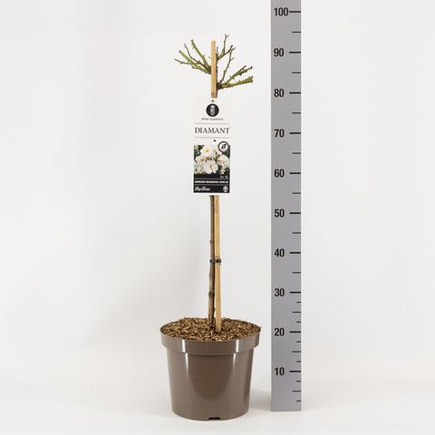 Rosa DIAMANT