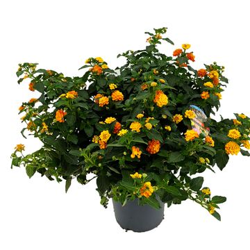 Lantana camara