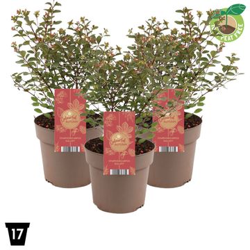 Симфорикарпус MAGICAL SWEET