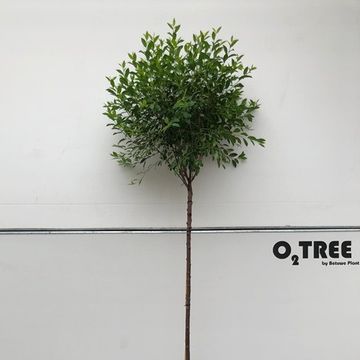 Prunus x eminens 'Umbraculifera'