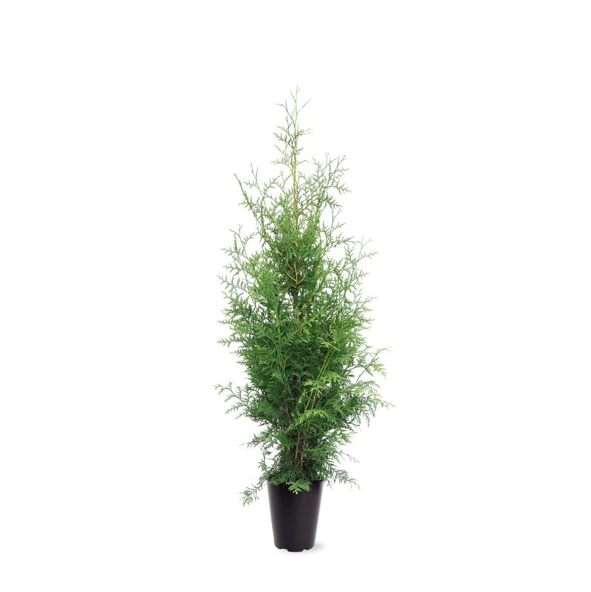 Thuja occidentalis 'King of Brabant'  Plantegrossist FlorAccess