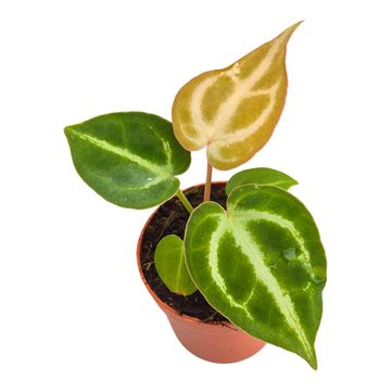 Anthurium crystallinum 'Dorayaki'