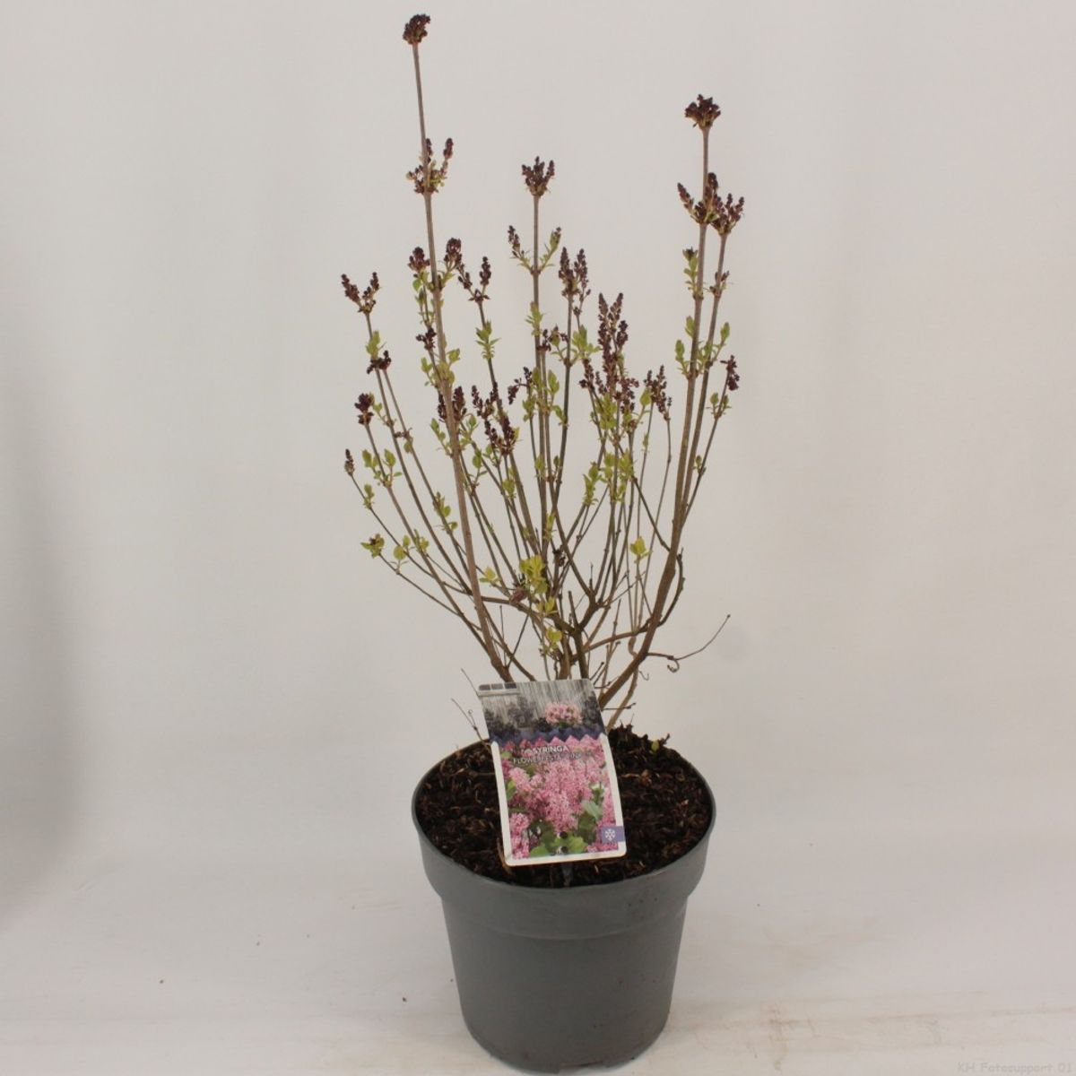 Syringa meyeri FLOWERFESTA PINK — Plant Wholesale FlorAccess